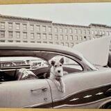 “Dog Leaning Out Car Window” – 1960, New York - Photo by Angelo Rizzuto