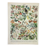 Gravure ancienne 1898, Fleurs et plantes 3 (de serres), botanique • Lithographie, Planche originale
