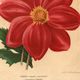 Botanical Engraving 1911 - Dahlias by J. Guillot - Flower, floral lithograph plate