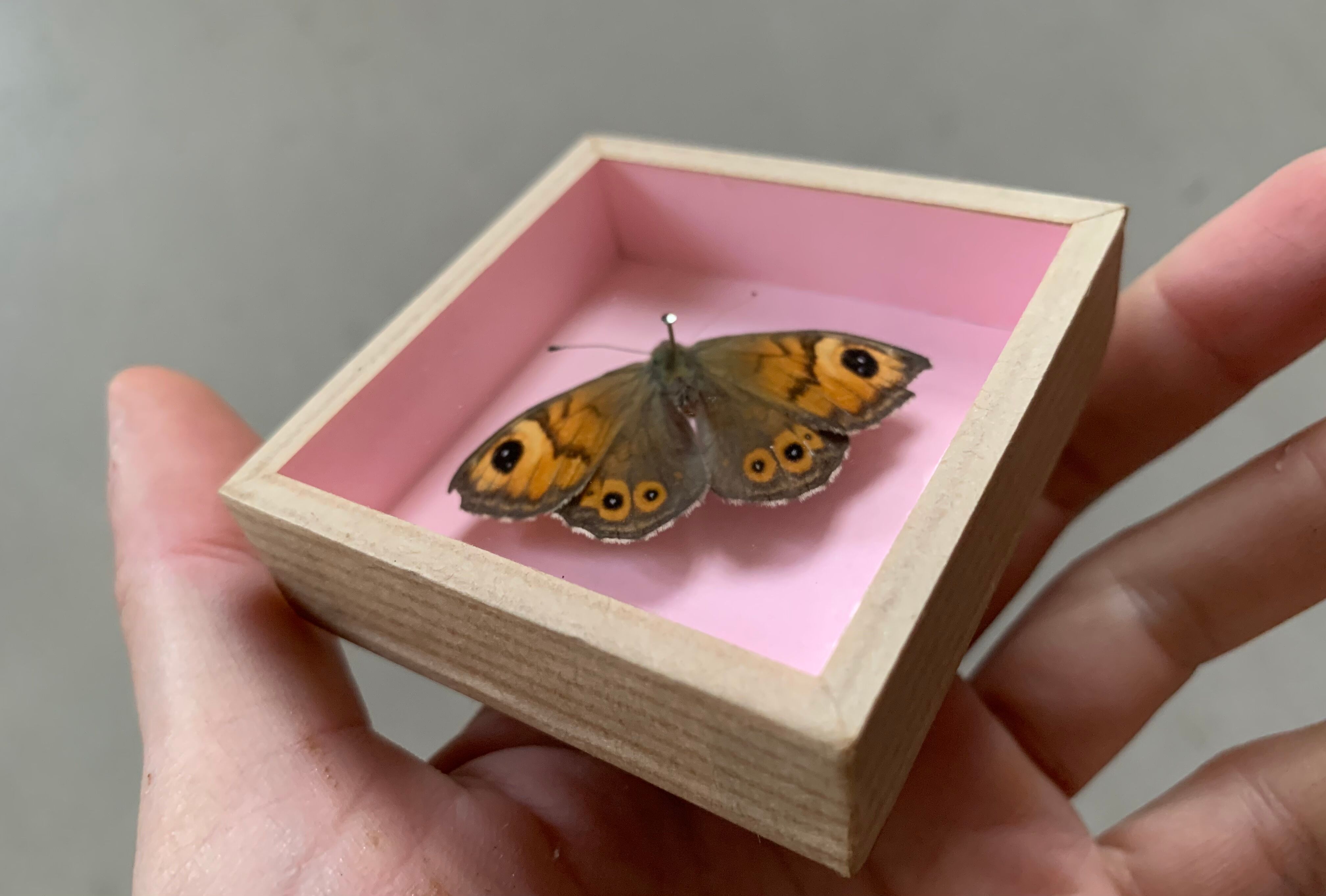 Butterfly naturalized under glass