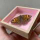 Butterfly naturalized under glass