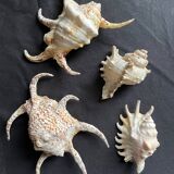 Lot de 4 coquillages anciens lambris