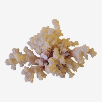 Old large white coral 27 cm 940 grs deco aquarium seaside marine