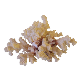 Old large white coral 27 cm 940 grs deco aquarium seaside marine