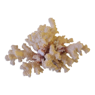 Corail blanc 27 cm 940 grs déco aquarium bord de mer marine