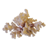 Old large white coral 27 cm 940 grs deco aquarium seaside marine