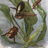 Illustration ancienne "insectes", années 60