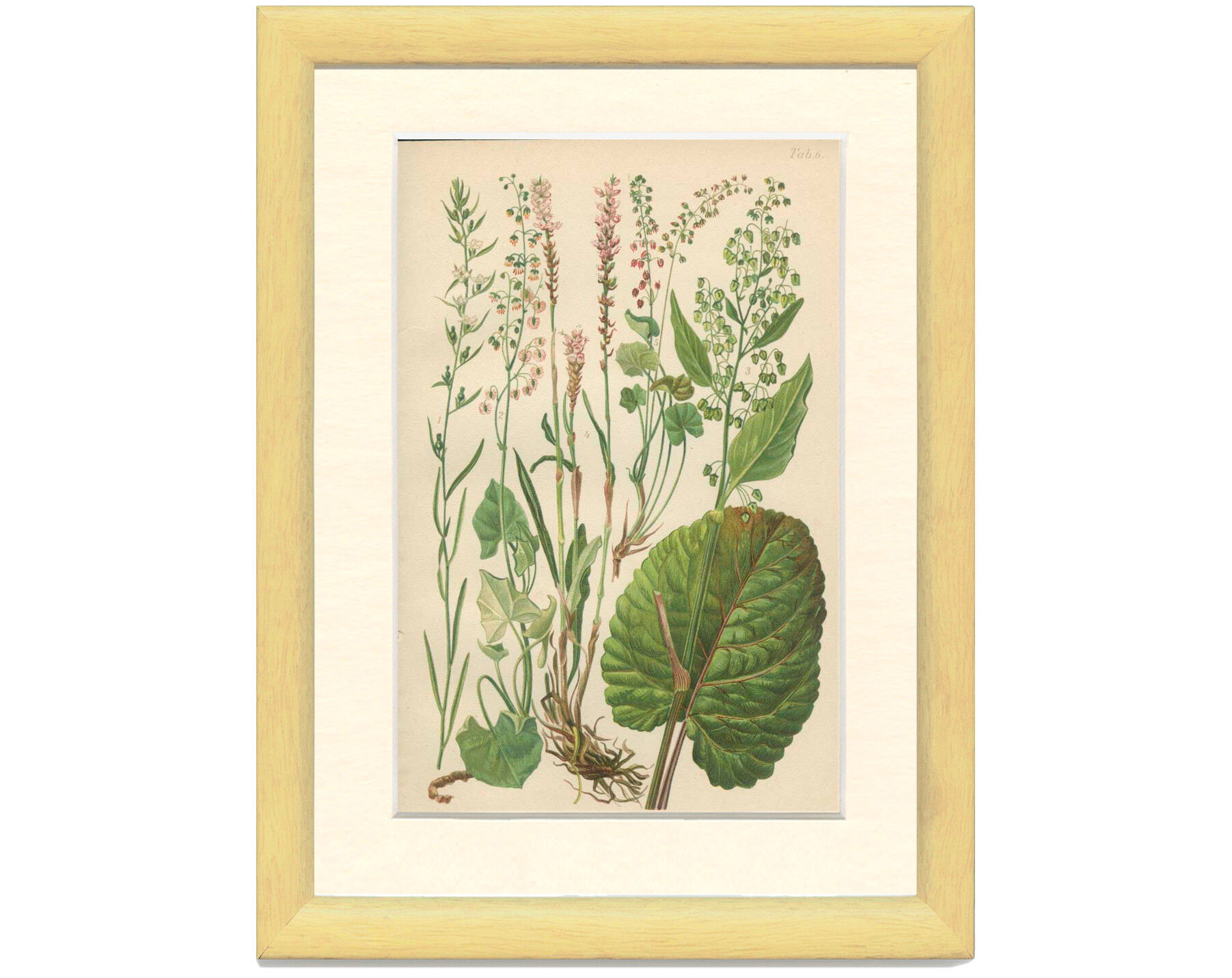 Botanical Plate 1906: Buckler Sorrel, Alpine Quay, Rhubarb of the Monks, Bistort