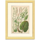 Botanical Plate 1906: Buckler Sorrel, Alpine Quay, Rhubarb of the Monks, Bistort