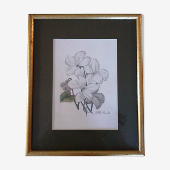 Violettes, dessin botanique