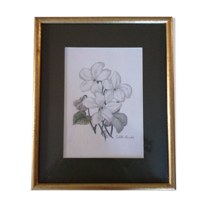 Violettes, dessin botanique