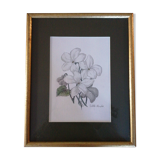 Violets, botanical drawing