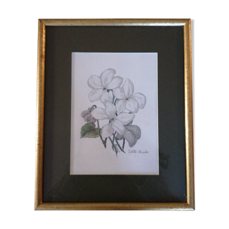 Violets, botanical drawing