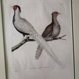 Framed ancient lithography by Martinet and Son