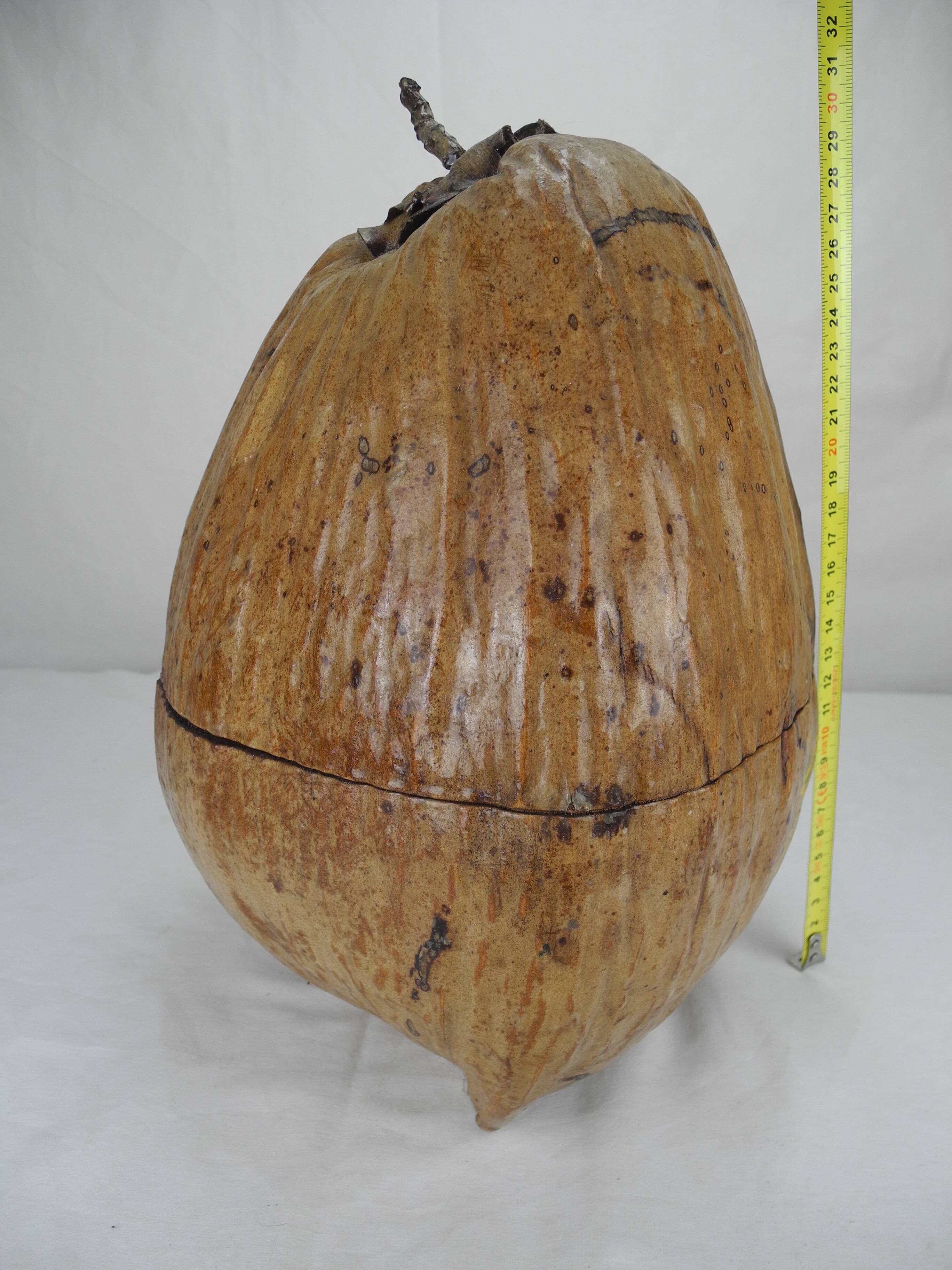 Old ice bucket coconut deco vintage