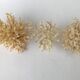 Lot de 3 petits buissons coraux du pacifique