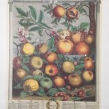 Old English botanical board in May