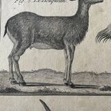 Engraving Old book 18th century Buffon, Bonnaterre, Natural history