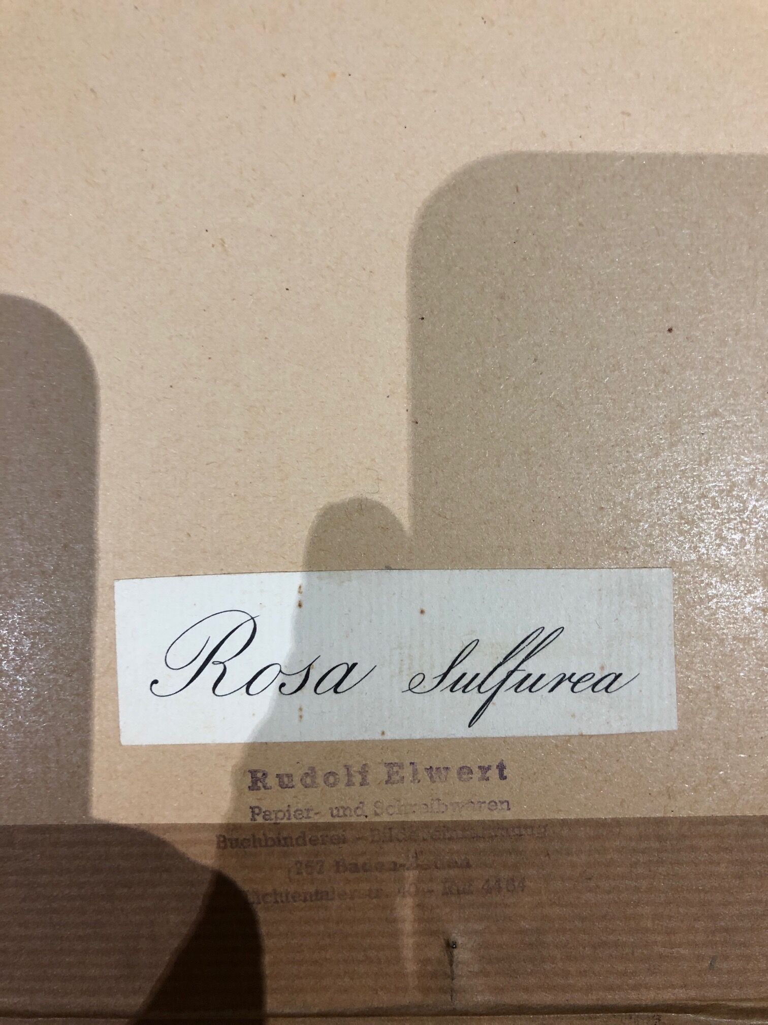 Rosa Sulfurea by Pierre Joseph Redouté