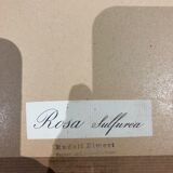 Rosa Sulfurea by Pierre Joseph Redouté