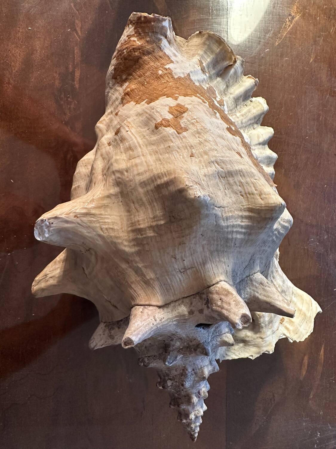 Lot of 8 old collectible shells - cabinet of curiosity