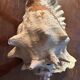 Lot of 8 old collectible shells - cabinet of curiosity