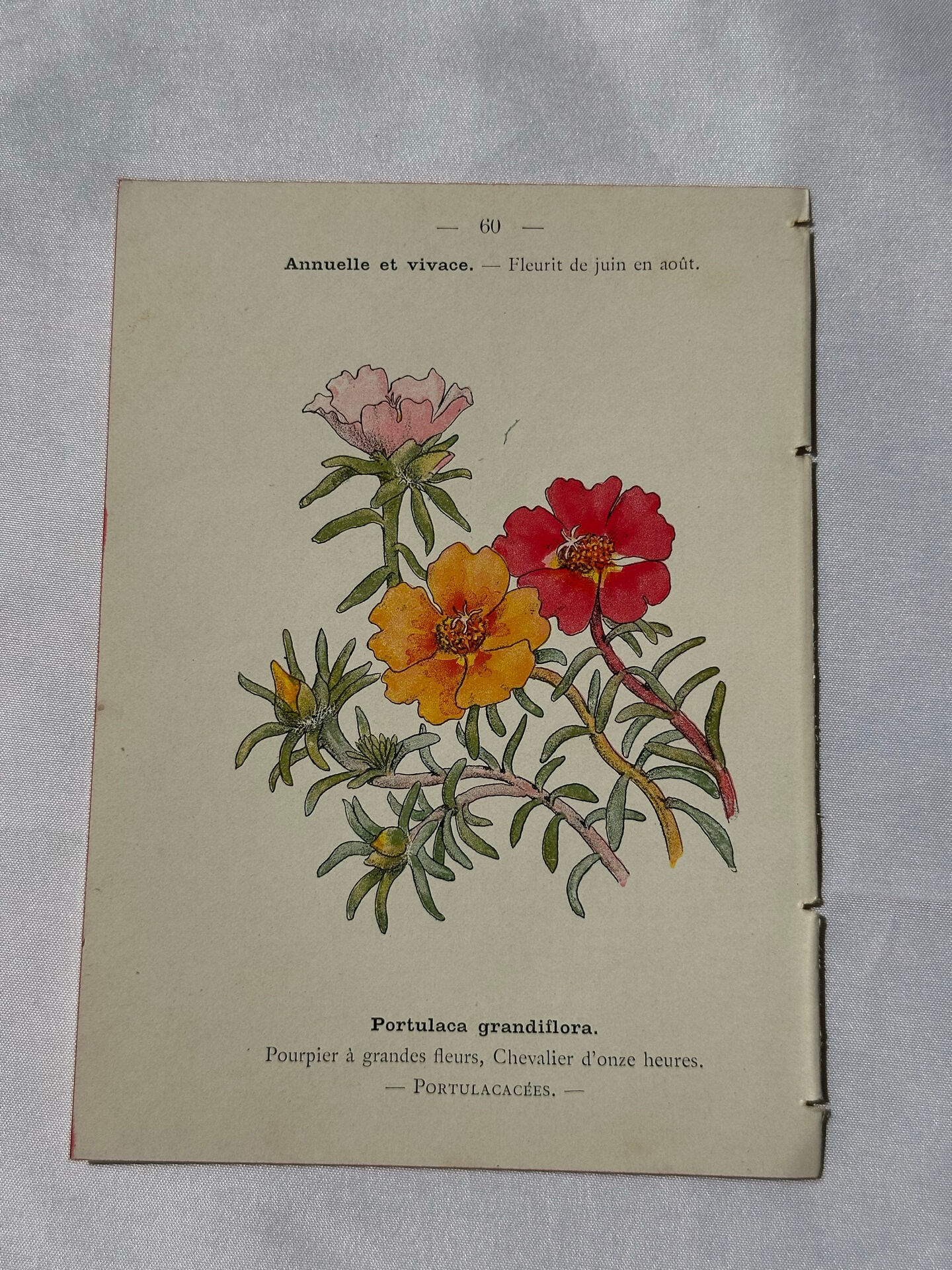 Planche Botanique Gravure naturaliste ancienne 19eme recto verso