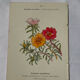 Planche Botanique Gravure naturaliste ancienne 19eme recto verso