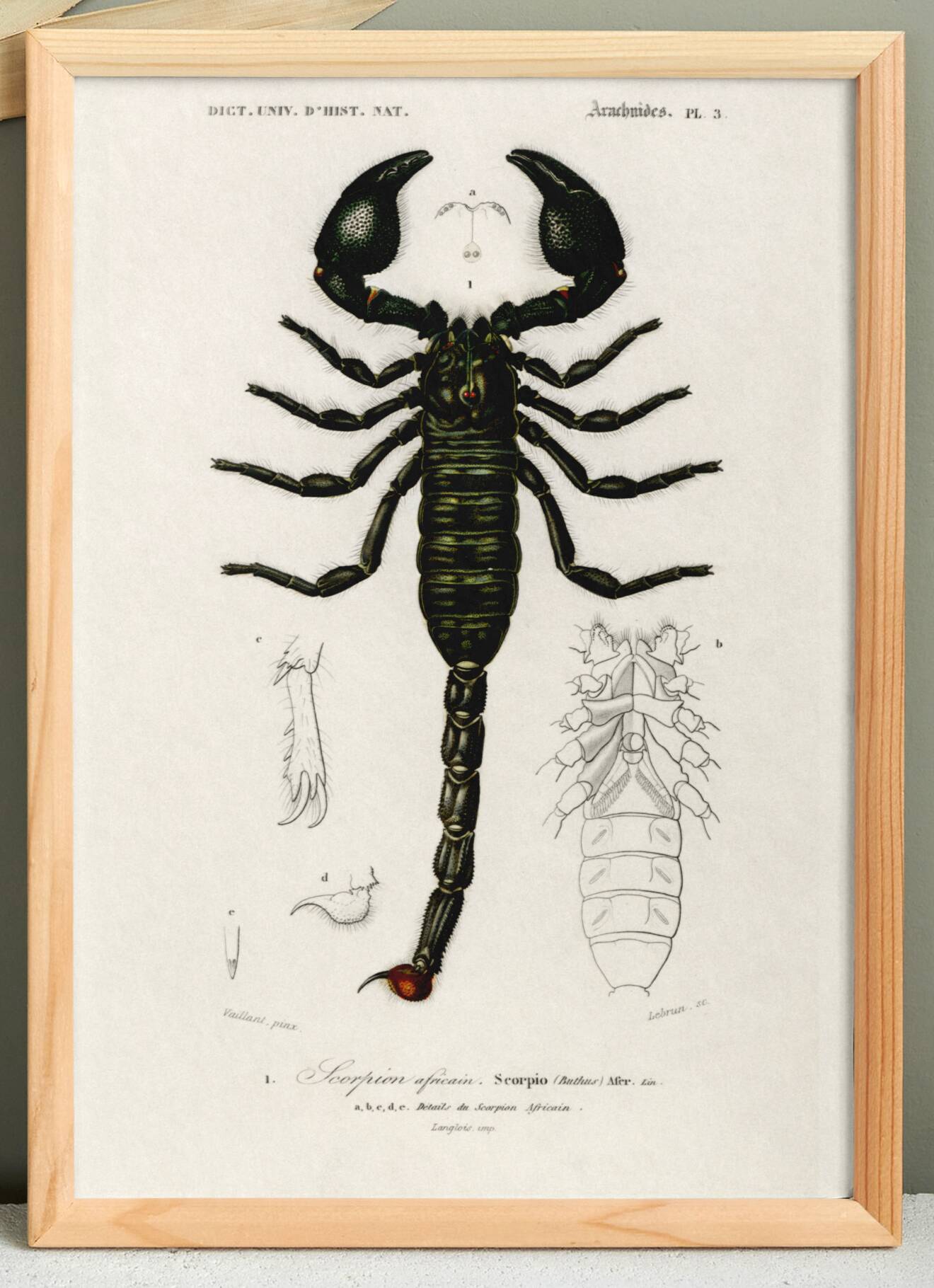 Poster about the scorpion, based on an old engraving from 1849.