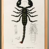 Poster about the scorpion, based on an old engraving from 1849.