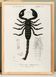 Affiche sur le scorpion, d’après une gravure ancienne de 1849.