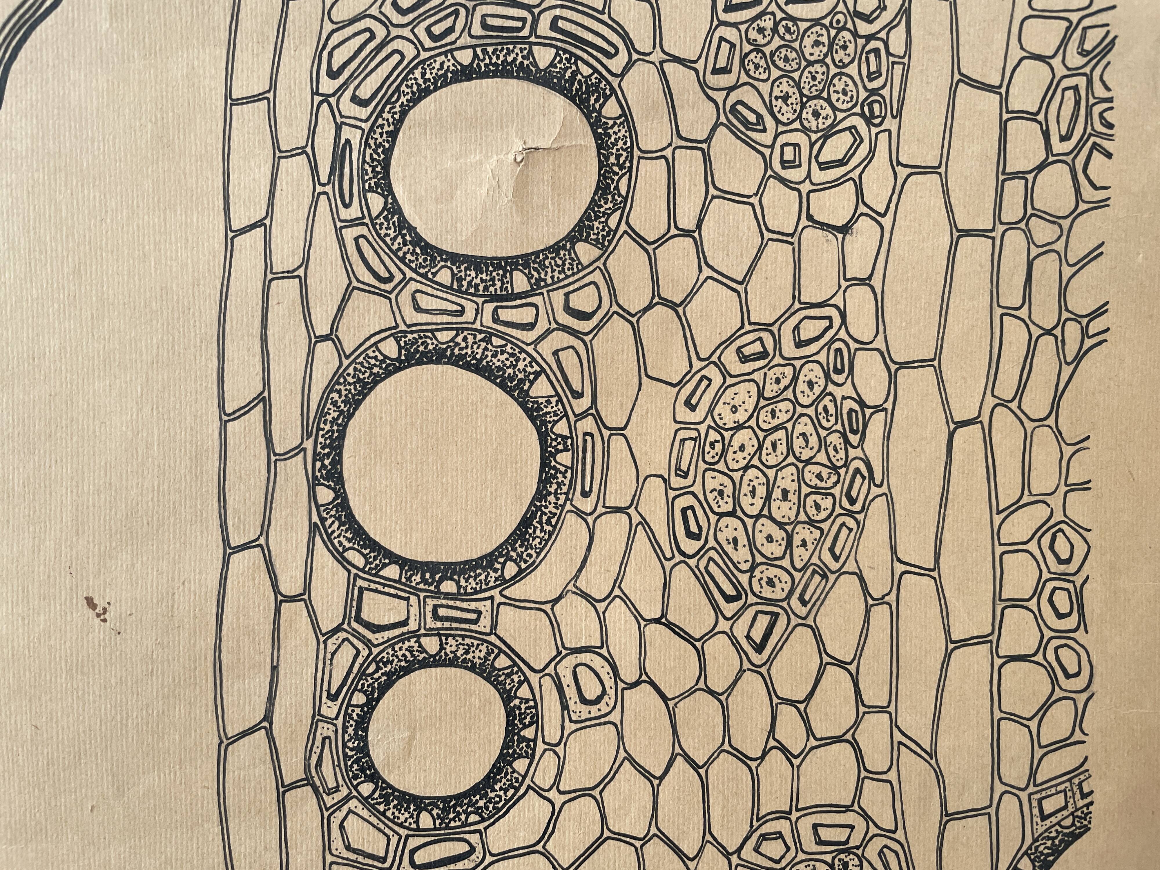 Vintage botanical poster wall board 1970's hand made pharmaceutical university