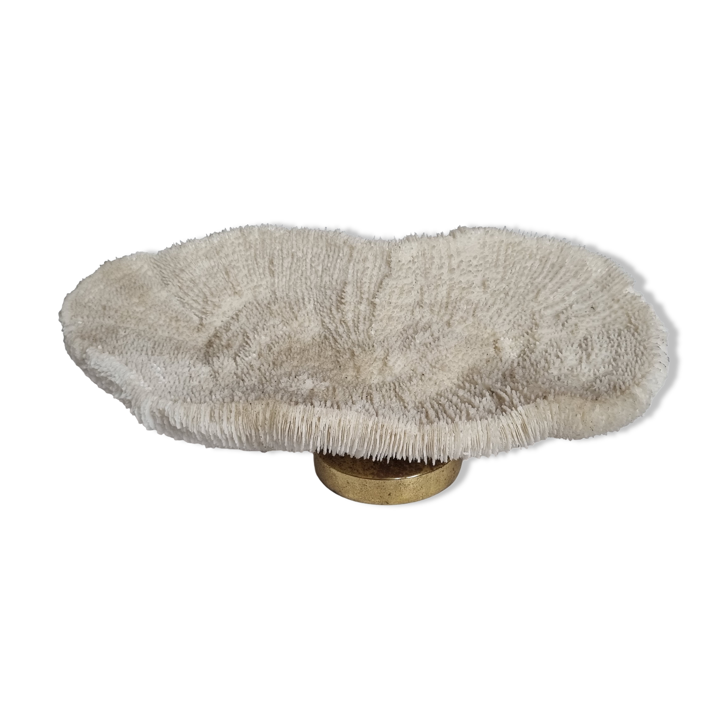 Old white coral on brass base "Pacific Shell", 28 cm