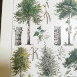 Lithograph on trees from 1928 "poplar"