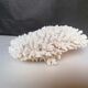Corail authentique
