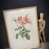Litho Rose one hundred leafy leaves