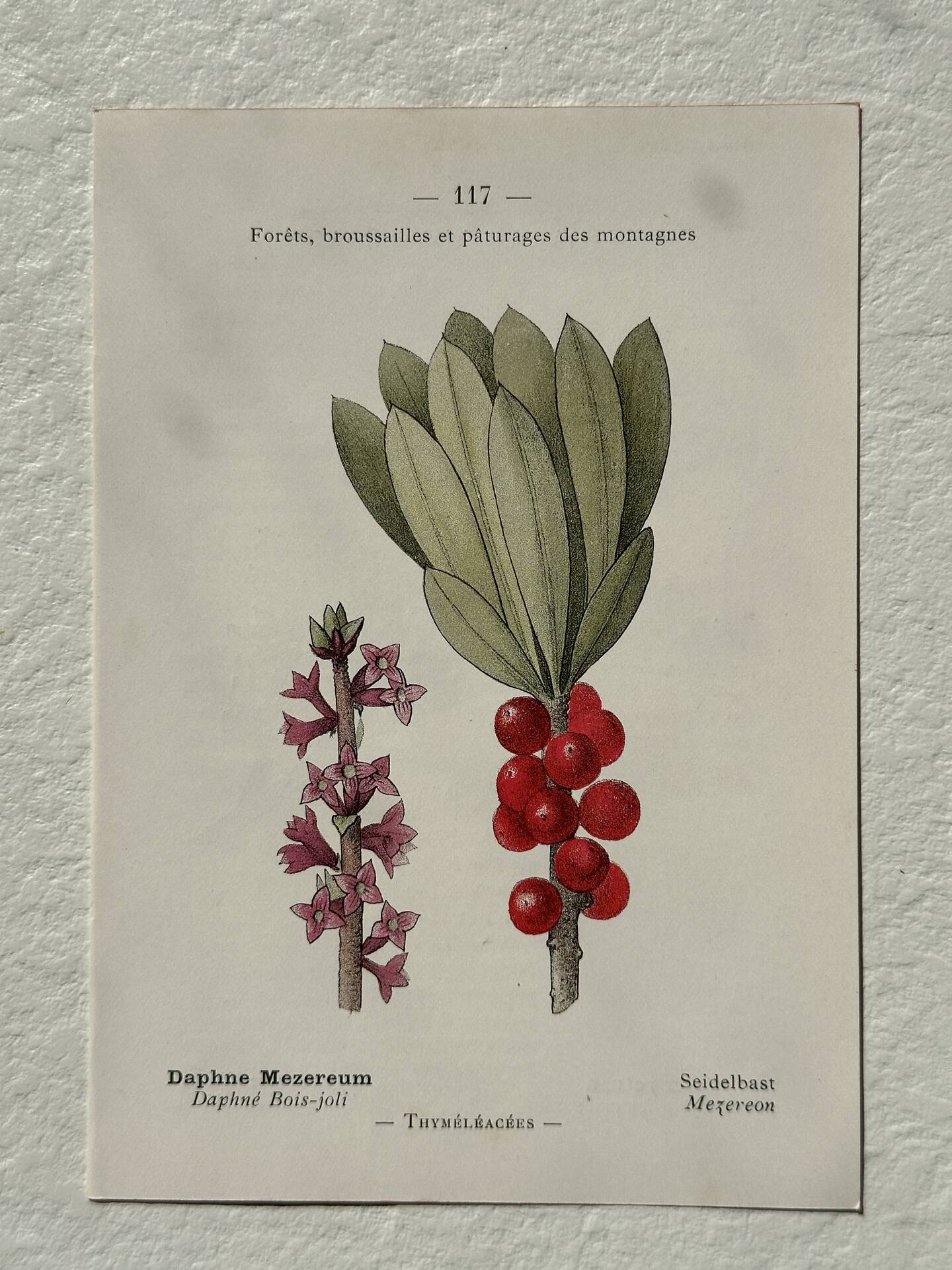 Botanical Plate 1800 Old Naturalist Engraving 19th Century Double-Sided