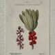Botanical Plate 1800 Old Naturalist Engraving 19th Century Double-Sided