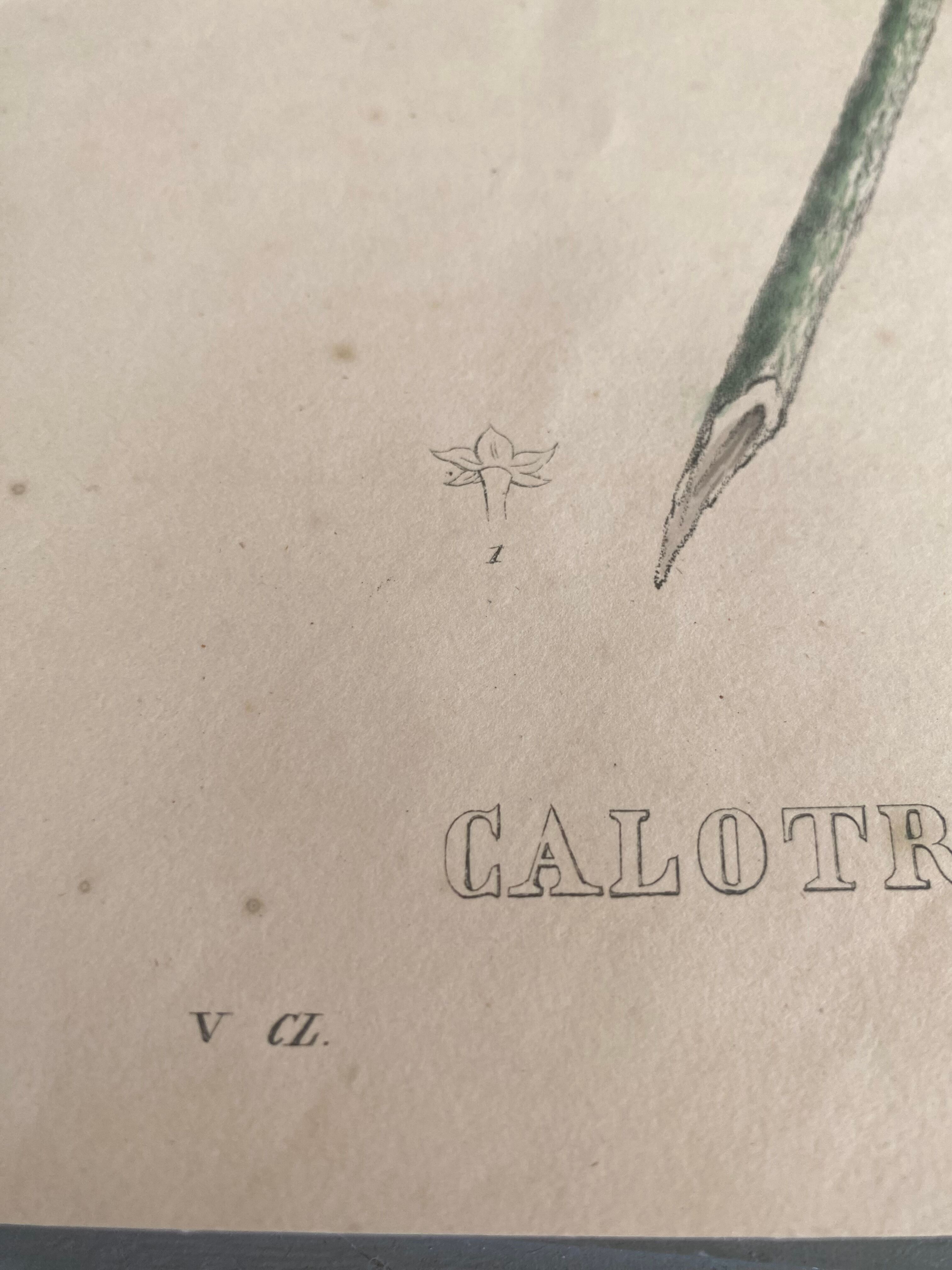 Botanical board, glazed wood frame