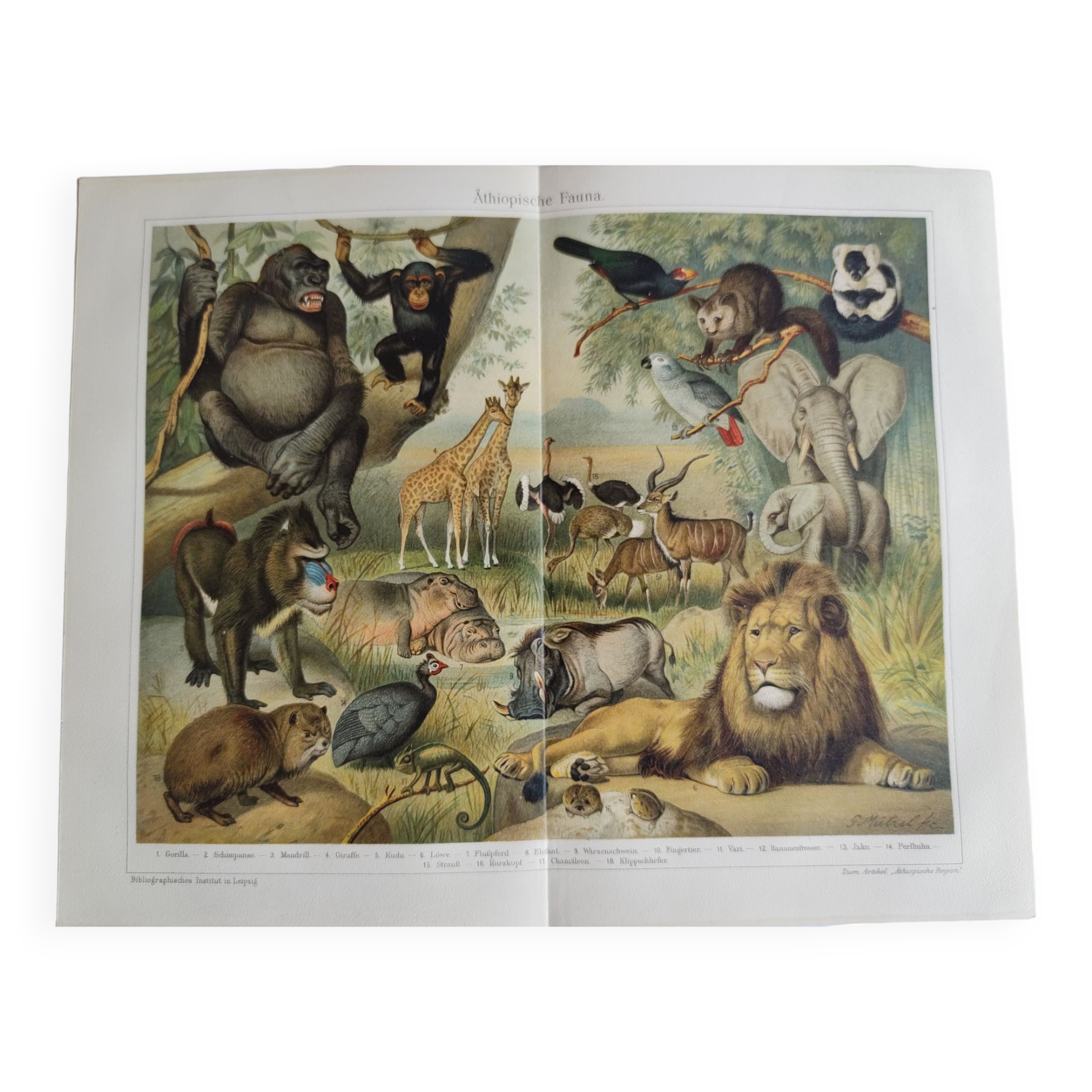 Gravure ancienne - Faune et animaux d'Afrique - Chromo-Lithographie originale de 1909