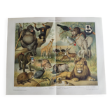 Gravure ancienne - Faune et animaux d'Afrique - Chromo-Lithographie originale de 1909