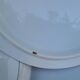 Porcelain tureen