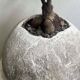 Kikai - artisanal pot in mineral cement
