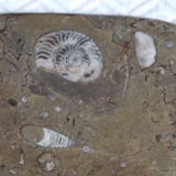 Fossil natural stone top