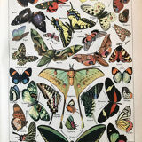 Vintage butterfly board 1922