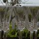 6 verres à vin rouge en cristal villeroy et boch. modèle concorde.