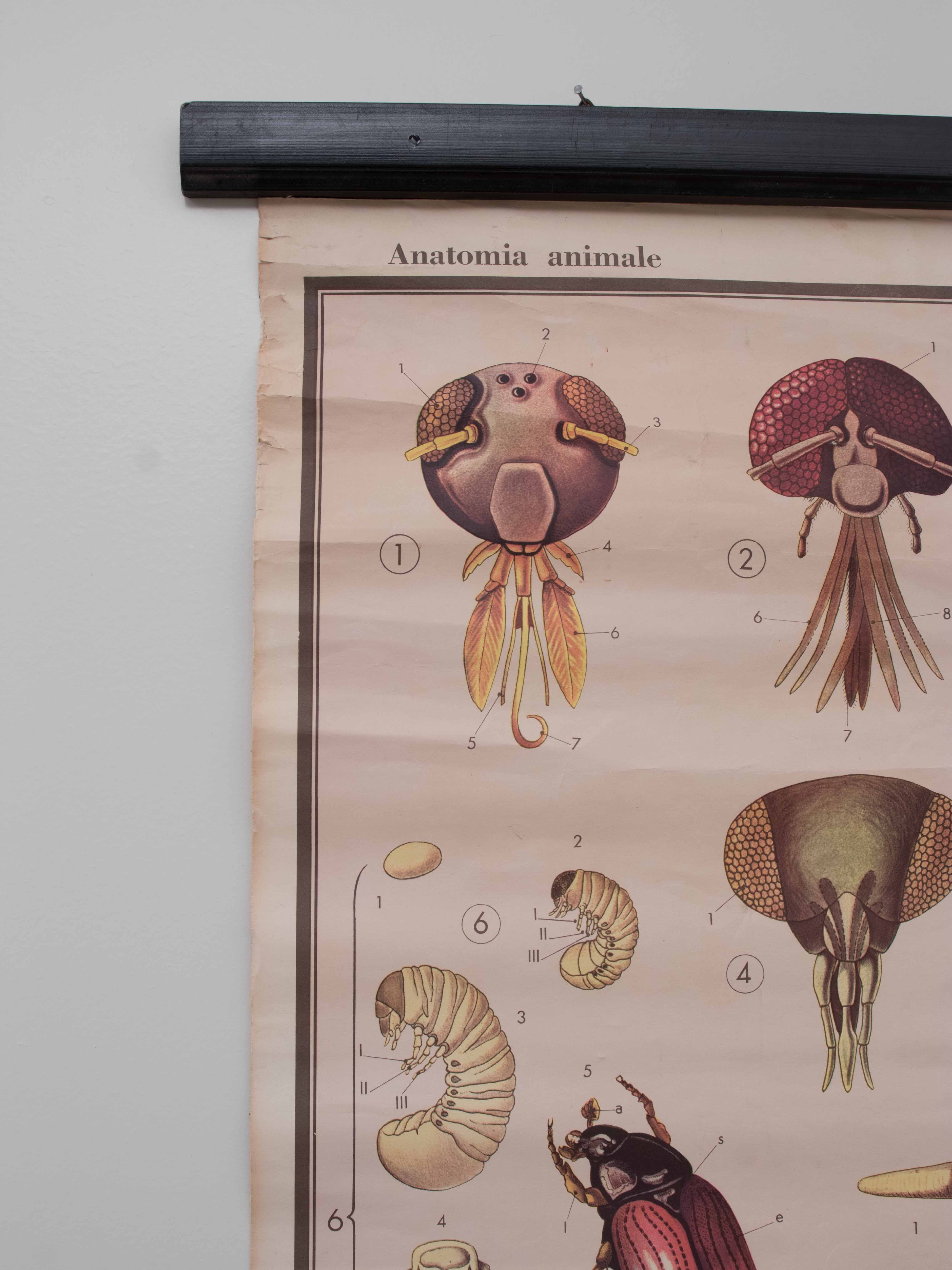 Vintage educational chart