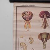 Vintage educational chart