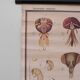 Vintage educational chart
