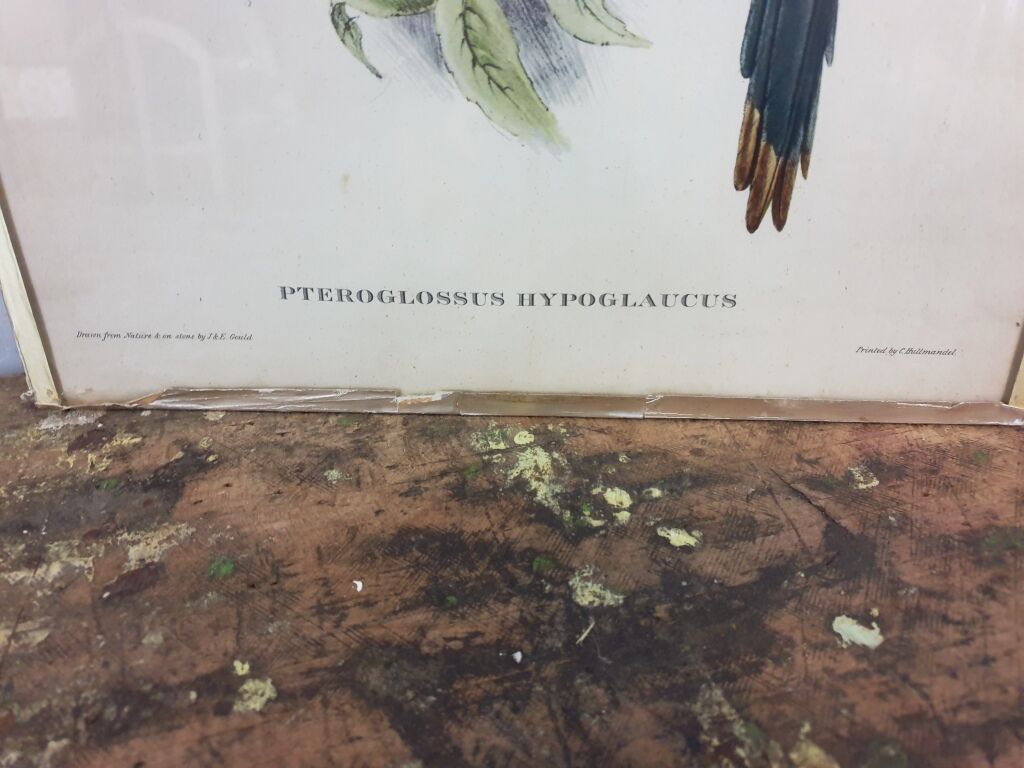 Table Bird illustration - The Toucan - Pteroglossus hypoglaucus